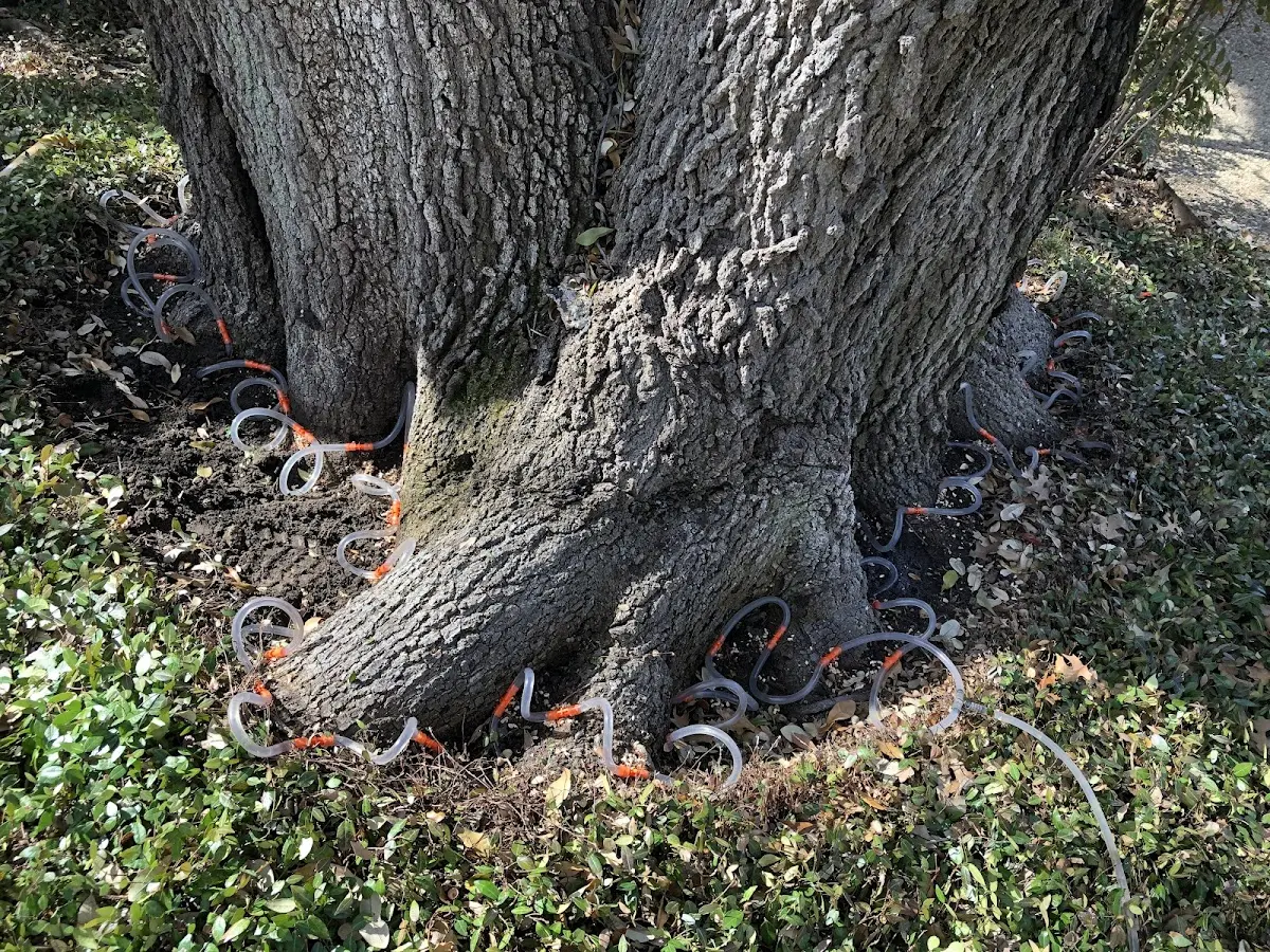 Detailed Tree Cabling and Bracing job site in Yolo