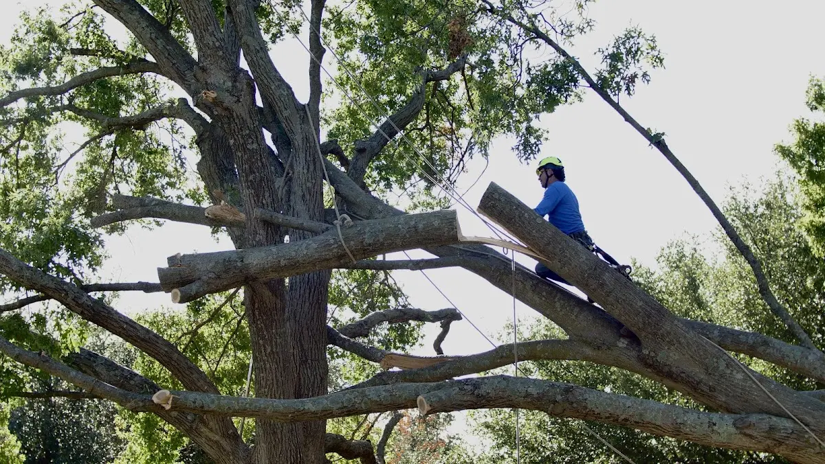 Professional Crown Thinning performed by certified arborists in Yolo